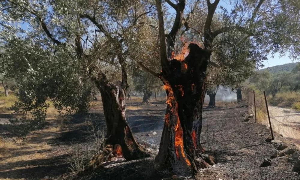 Μόρια: Αλλοδαπός συνελήφθη για εμπρησμό - Έβαζε φωτιές σε ελαιοκτήματα